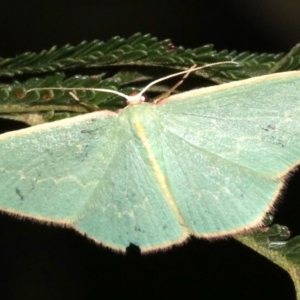 Chlorocoma dichloraria at Ainslie, ACT - 10 Mar 2019 10:53 PM