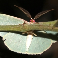 Chlorocoma dichloraria at Ainslie, ACT - 10 Mar 2019 10:53 PM