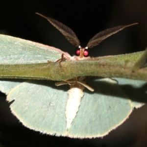 Chlorocoma dichloraria at Ainslie, ACT - 10 Mar 2019