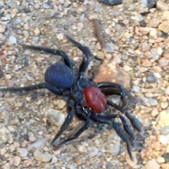Missulena occatoria (Red-headed Mouse Spider) at Kambah, ACT - 26 Mar 2019 by Cathy_Katie