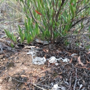 Papyrius nitidus at Dunlop, ACT - 22 Mar 2019