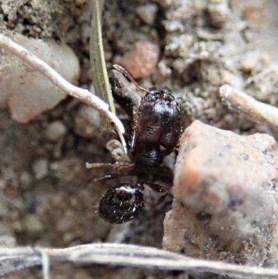 Pheidole sp. (genus) (Seed-harvesting ant) at Mount Painter - 25 Mar 2019 by CathB