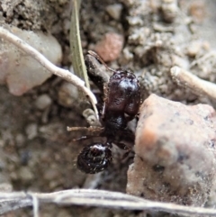 Pheidole sp. (genus) (Seed-harvesting ant) at Cook, ACT - 25 Mar 2019 by CathB