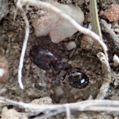 Pheidole sp. (genus) at Cook, ACT - 25 Mar 2019