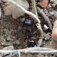 Pheidole sp. (genus) at Cook, ACT - 25 Mar 2019