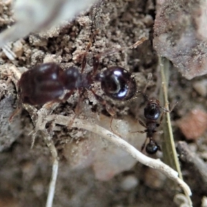 Pheidole sp. (genus) at Cook, ACT - 25 Mar 2019