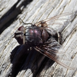 Rutilia (Donovanius) sp. (genus & subgenus) at Cook, ACT - 26 Mar 2019 10:35 AM