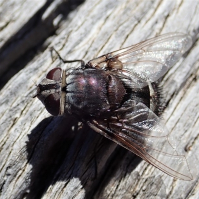 Rutilia (Donovanius) sp. (genus & subgenus) (A Bristle Fly) at Cook, ACT - 25 Mar 2019 by CathB