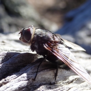 Rutilia (Donovanius) sp. (genus & subgenus) at Cook, ACT - 26 Mar 2019 10:35 AM