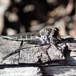 Cerdistus sp. (genus) at Cook, ACT - 26 Mar 2019 10:59 AM