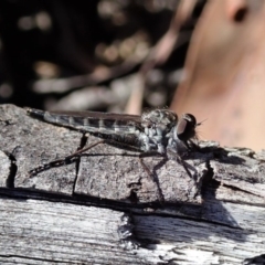 Cerdistus sp. (genus) at Cook, ACT - 26 Mar 2019