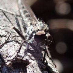 Cerdistus sp. (genus) at Cook, ACT - 26 Mar 2019 10:59 AM