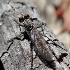 Cerdistus sp. (genus) at Cook, ACT - 26 Mar 2019