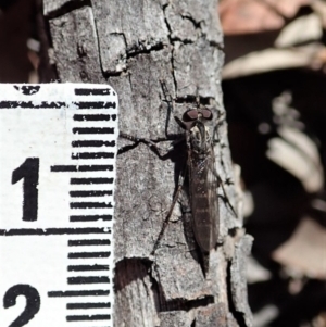 Cerdistus sp. (genus) at Cook, ACT - 26 Mar 2019 10:59 AM