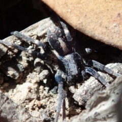 Lycosidae (family) (Unidentified wolf spider) at Mount Painter - 26 Mar 2019 by CathB