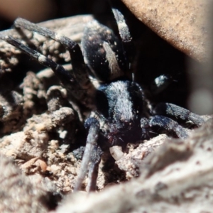 Lycosidae (family) at Cook, ACT - 26 Mar 2019 11:04 AM