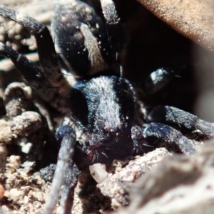 Lycosidae (family) at Cook, ACT - 26 Mar 2019