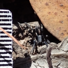 Lycosidae (family) at Cook, ACT - 26 Mar 2019