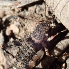 Calperum ottei (A recently described pygmy cricket) at Cook, ACT - 26 Mar 2019 by CathB