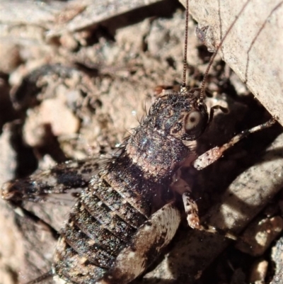 Calperum ottei (A recently described pygmy cricket) at Cook, ACT - 26 Mar 2019 by CathB