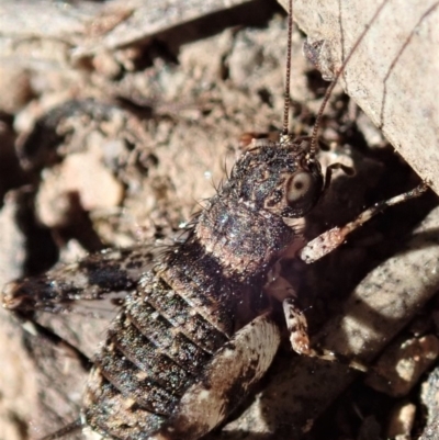 Calperum ottei (A recently described pygmy cricket) at Mount Painter - 26 Mar 2019 by CathB