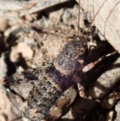 Calperum ottei (A recently described pygmy cricket) at Mount Painter - 26 Mar 2019 by CathB