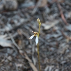 Eriochilus cucullatus (Parson's Bands) at Hackett, ACT - 26 Mar 2019 by petersan