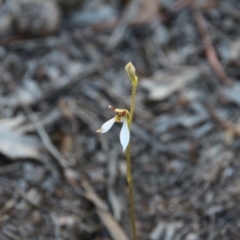 Eriochilus cucullatus (Parson's Bands) at Mount Majura - 25 Mar 2019 by petersan