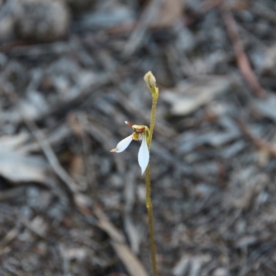 Eriochilus cucullatus (Parson's Bands) at Hackett, ACT - 26 Mar 2019 by petersan