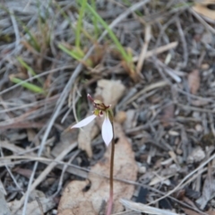 Eriochilus cucullatus (Parson's Bands) at Hackett, ACT - 26 Mar 2019 by petersan