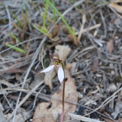 Eriochilus cucullatus (Parson's Bands) at Hackett, ACT - 26 Mar 2019 by petersan