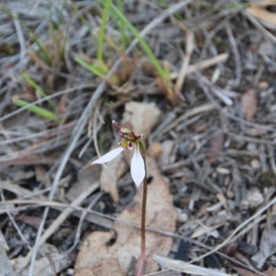 Eriochilus cucullatus (Parson's Bands) at Mount Majura - 25 Mar 2019 by petersan