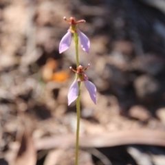 Eriochilus cucullatus (Parson's Bands) at Hackett, ACT - 26 Mar 2019 by petersan