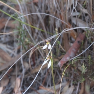 Eriochilus cucullatus at Hackett, ACT - 26 Mar 2019