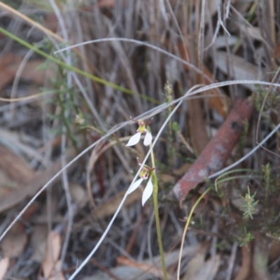 Eriochilus cucullatus (Parson's Bands) at Hackett, ACT - 25 Mar 2019 by petersan