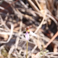 Eriochilus cucullatus at Hackett, ACT - suppressed