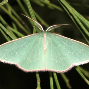 Chlorocoma (genus) at Ainslie, ACT - 24 Mar 2019 09:28 PM