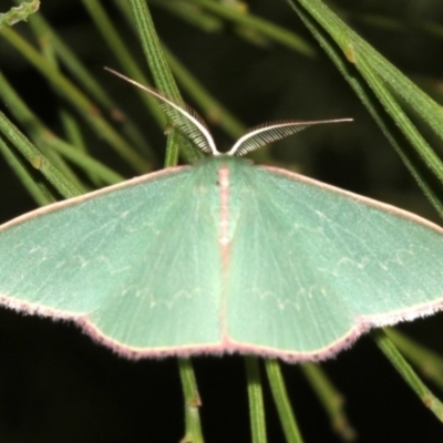 Chlorocoma (genus) (Emerald moth) at Mount Ainslie - 24 Mar 2019 by jb2602