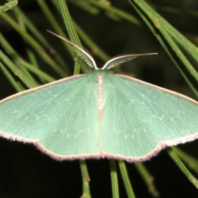 Chlorocoma (genus) (Emerald moth) at Ainslie, ACT - 24 Mar 2019 by jbromilow50