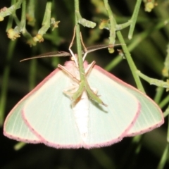 Chlorocoma (genus) at Ainslie, ACT - 24 Mar 2019 09:28 PM