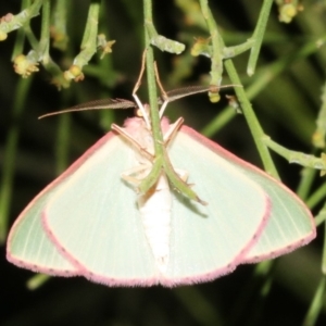 Chlorocoma (genus) at Ainslie, ACT - 24 Mar 2019 09:28 PM