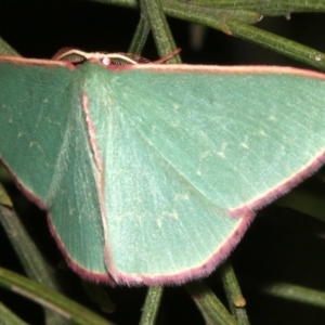 Chlorocoma (genus) at Ainslie, ACT - 24 Mar 2019 09:28 PM