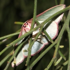 Chlorocoma (genus) at Ainslie, ACT - 24 Mar 2019 09:28 PM