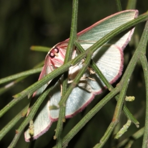 Chlorocoma (genus) at Ainslie, ACT - 24 Mar 2019