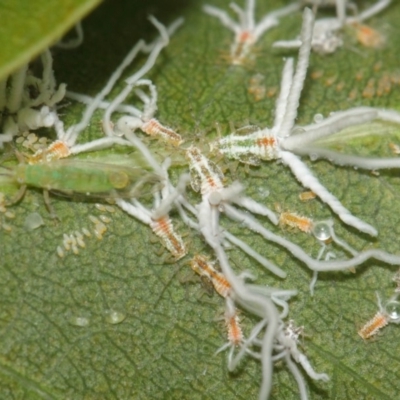 Protyora sterculiae (Kurrajong star psyllid) at ANBG - 22 Mar 2019 by TimL