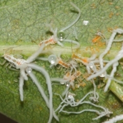 Protyora sterculiae at Acton, ACT - 22 Mar 2019