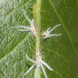 Protyora sterculiae at Acton, ACT - 22 Mar 2019