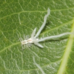 Protyora sterculiae at Acton, ACT - 22 Mar 2019