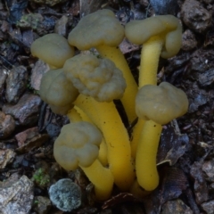 Leotia lubrica (Jellybaby) at Bodalla State Forest - 8 Mar 2018 by Teresa