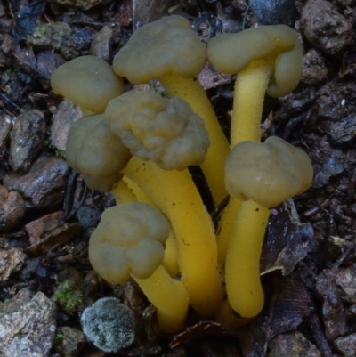 Leotia lubrica (Jellybaby) at Bodalla State Forest - 8 Mar 2018 by Teresa